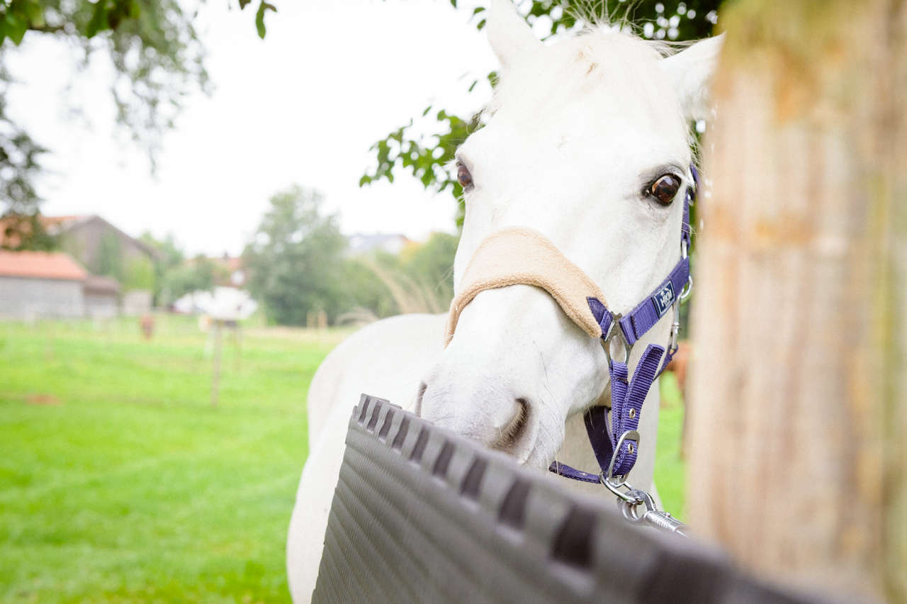 1 Gummimatte oder EVA Softmatte? – Pferdestallmatten - für das Wohl Ihrer  Pferde